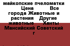  майкопские пчеломатки F-1  › Цена ­ 800 - Все города Животные и растения » Другие животные   . Ханты-Мансийский,Советский г.